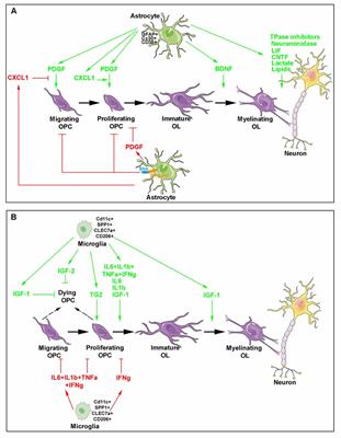 Astrocytes and Microglia as Major Players of Myelin Production in Normal and Pathological Conditions